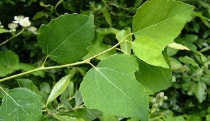 Aspen usato per trattare la prostatite cronica