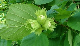 Hazel usato per trattare la prostatite cronica