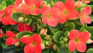 Kalanchoe usato per trattare la prostatite cronica