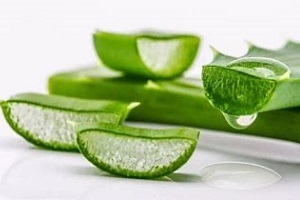 Aloe usata per trattare la prostatite