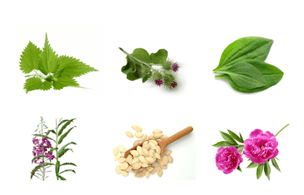 Piante per prostatite