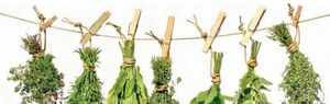 erbe efficaci per la prostatite