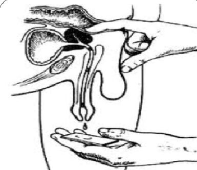 Massaggio prostatico per la secrezione